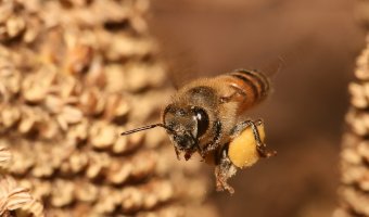 Produits de la Ruche, Miel, Pollen, Cire d'abeille et Propolis