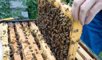 Miellerie, Récolte, Extraction, Matériel divers, emballage